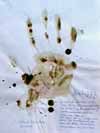 Hand to Free Tibet